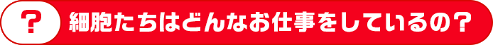 細胞たちはどんなお仕事をしているの？