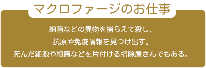 マクロファージに